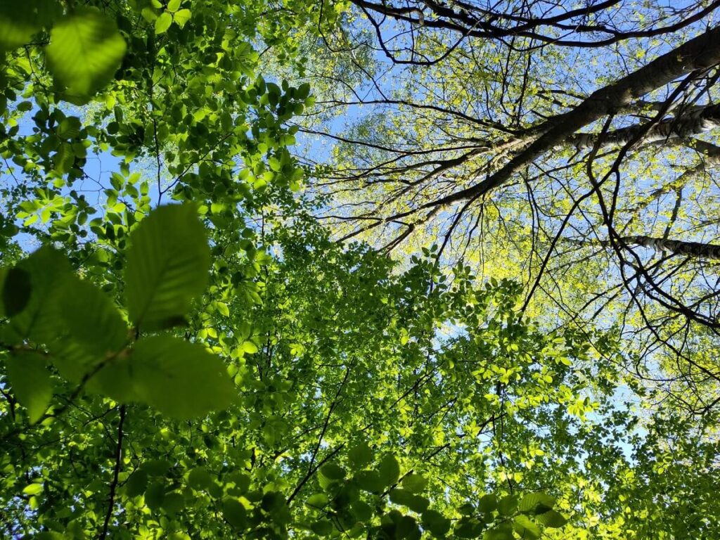 Blick in blauen Himmel durch grüne Baumkronen