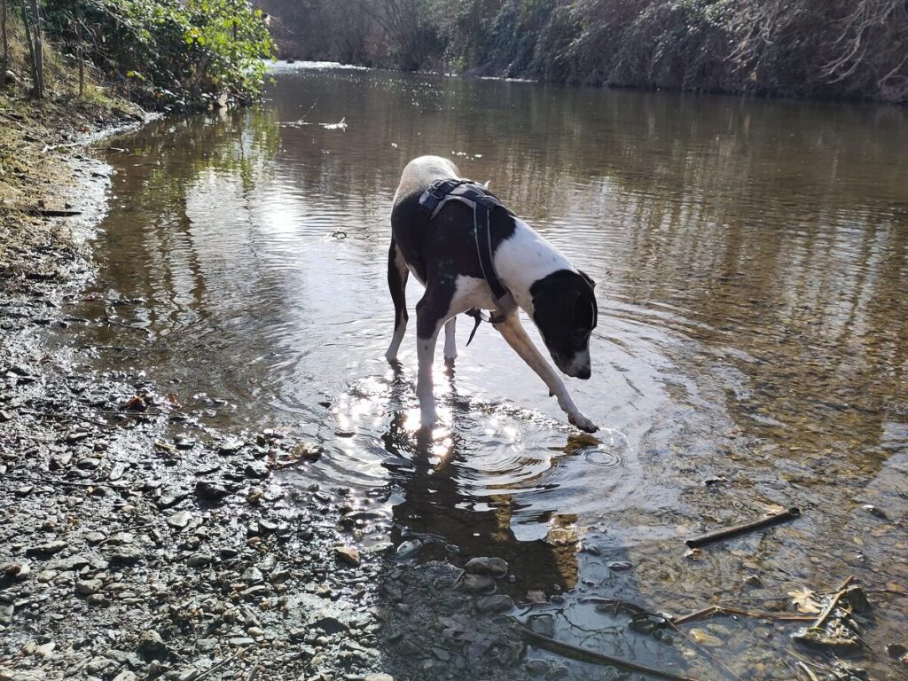 Schwarz-weißer Hund bewegt sich im flachen Wasser eines Flusses